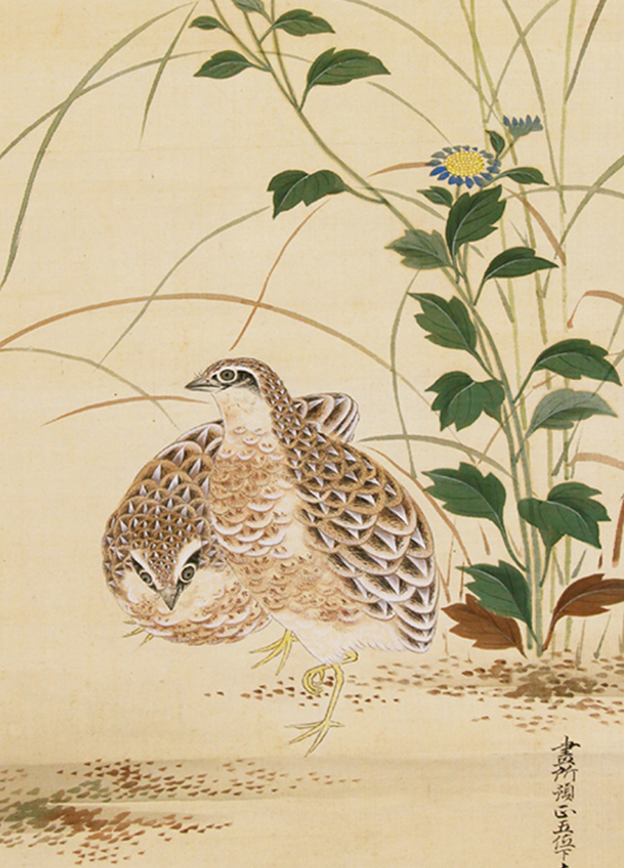 土佐光孚 秋草双鶉図 - 日本の動物画‐いきもののかたち‐ 江戸期の花鳥 
