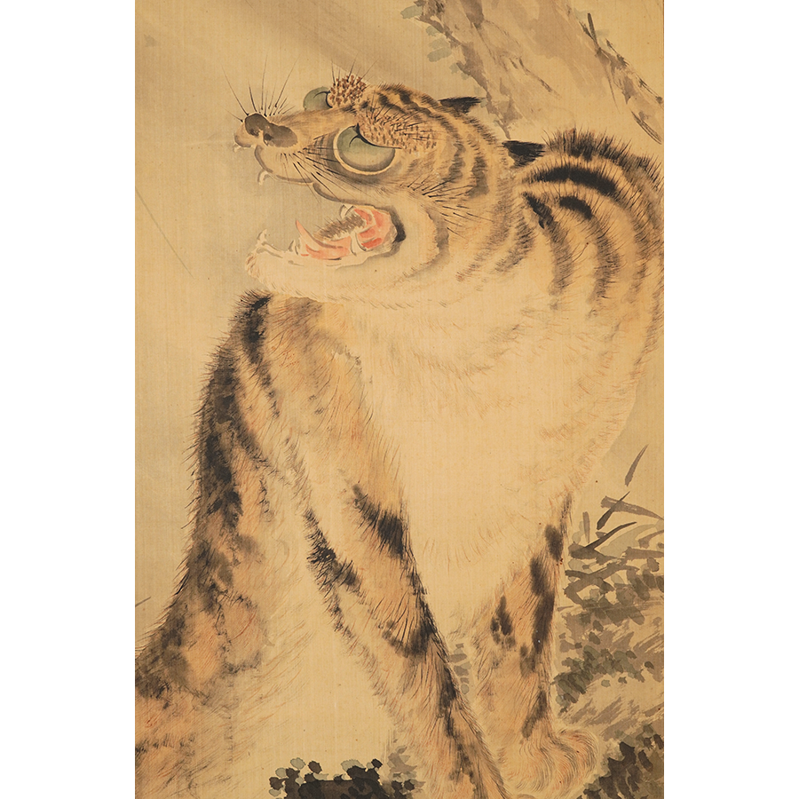 Howl＆Louis 【花虎】Flower Tiger ハイグレード水槽から ① 祇園祭Howl＆Louis 花虎Flower Tiger 抱卵 Aceさまハイグレード